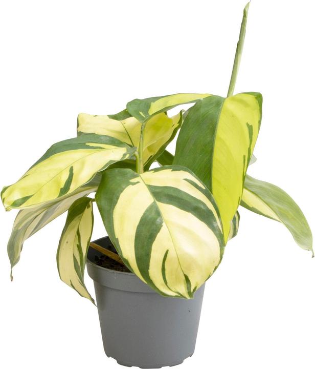 Produktbild Mahaloplants Ctenanthe pilosa (15 cm)