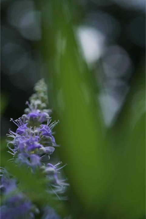 Actual product image Sony FE 50mm f/2.8 Macro (Sony E, APS-C / DX, full size)