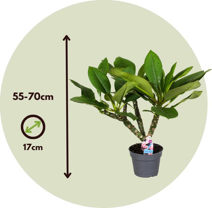 Actual product image Plant in a Box Plumeria Frangipani Pearl - Hawaii plant (70 cm)