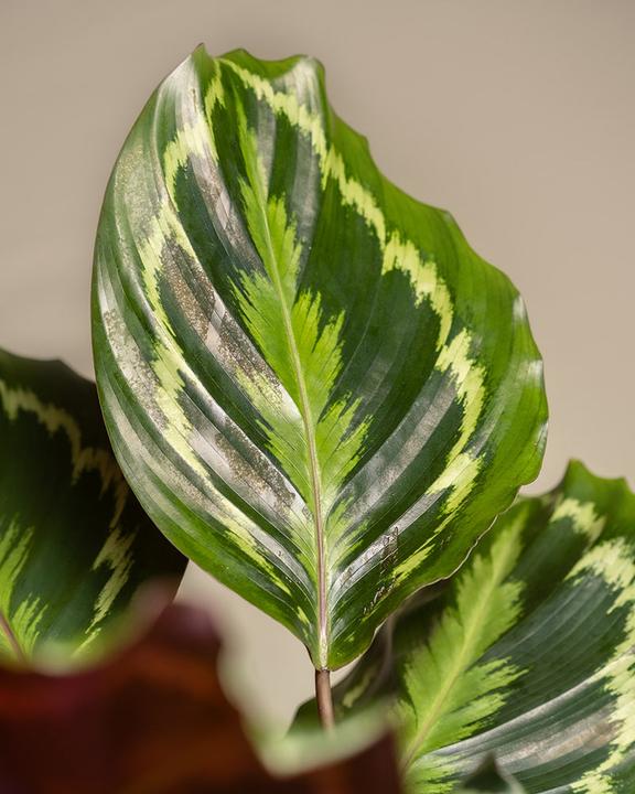 Image du produit feey Grand Calathea Roseopicta (65 cm, Fraîchement rempotés, Respectueux des animaux)
