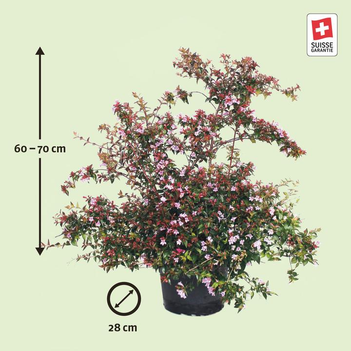 Actual product image Zulauf Abelie / Abelia 'Edward Goucher' (70 cm)