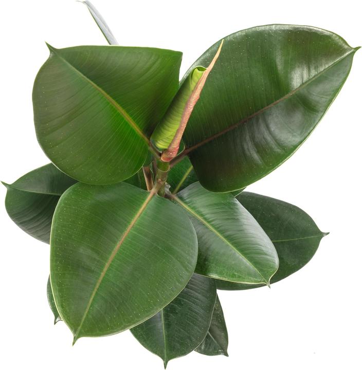 Produktbild Flowerbox Gummibaum - Ficus elastica "Robusta" (50 cm)