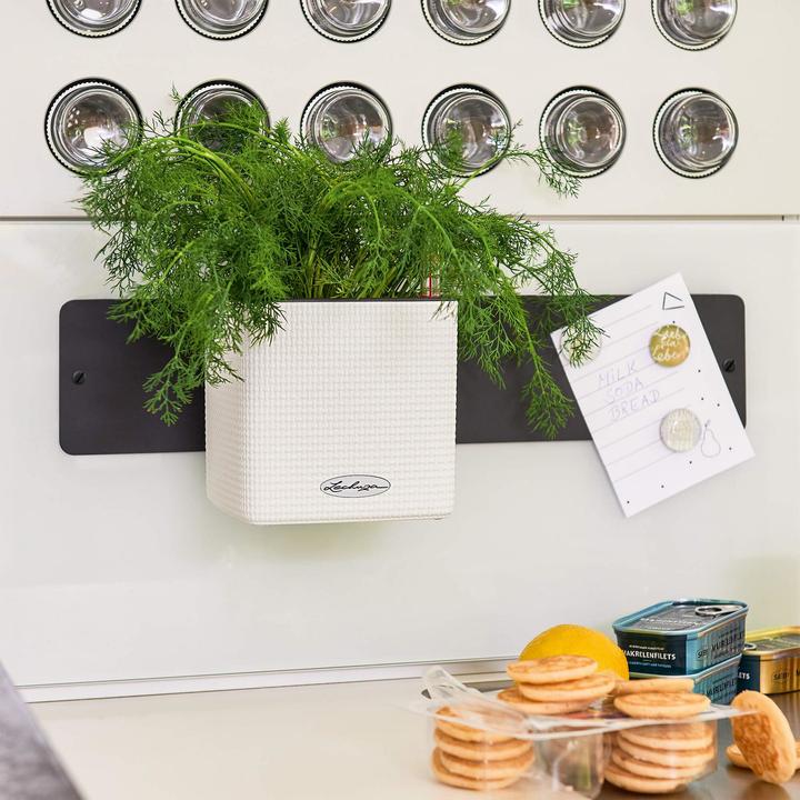 Immagine prodotto Lechuza Green Wall Home Kit (15 cm)
