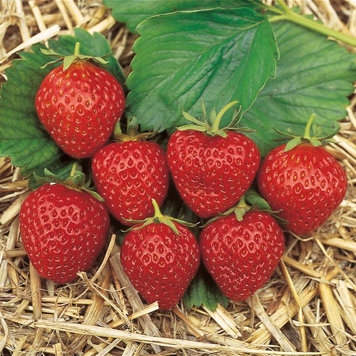 Actual product image Häberli Strawberries MARA DES BOIS 3x tray of 4 (25 cm)