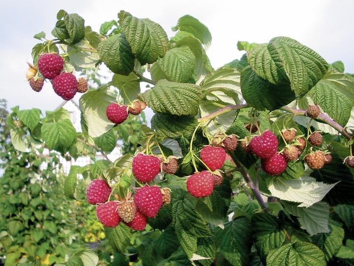 Produktbild Häberli Himbeeren FALLRED 4 Pflanzen (30 cm)