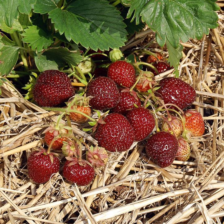 Produktbild Häberli Erdbeeren NERINA 3x 4er Schale (25 cm)