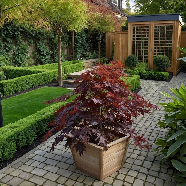 Image du produit Plant in a Box Acer Palmatum 'Black Lace' - Set de 2 érables (60 cm)