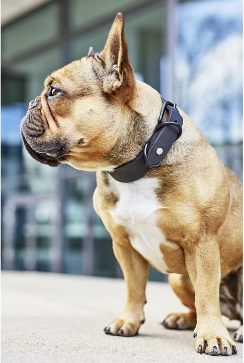 Actual product image Laboni Collar Giro M (M, Dog, General)