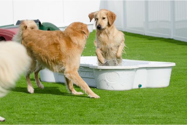Image du produit Neogard Piscine pour chiens (Piscine pour chiens)