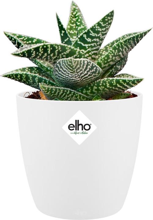 Actual product image Elho Brussels (11 cm)