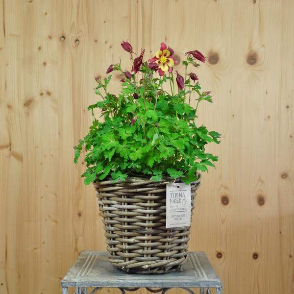 Actual product image Säntispracht Common columbine in a basket, the annual joy of spring - Aquilegia vulgaris Salmon Rose