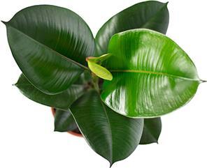 Image du produit Flowerbox Ficus elastica "Robusta (50 cm)