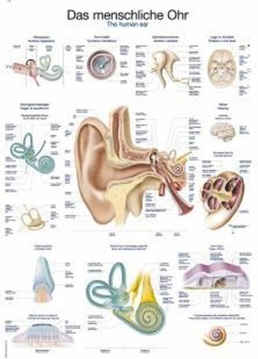 Actual product image Erler Zimmer Teaching board The human ear, 50x70 cm