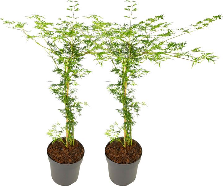 Immagine prodotto Plant in a Box Acer palmatum 'Emerald Lace' - set di 2 alberi di acero (60 cm)