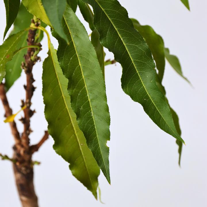 Actual product image Plant in a Box Prunus 'Bonanza' - Peach tree (60 cm)