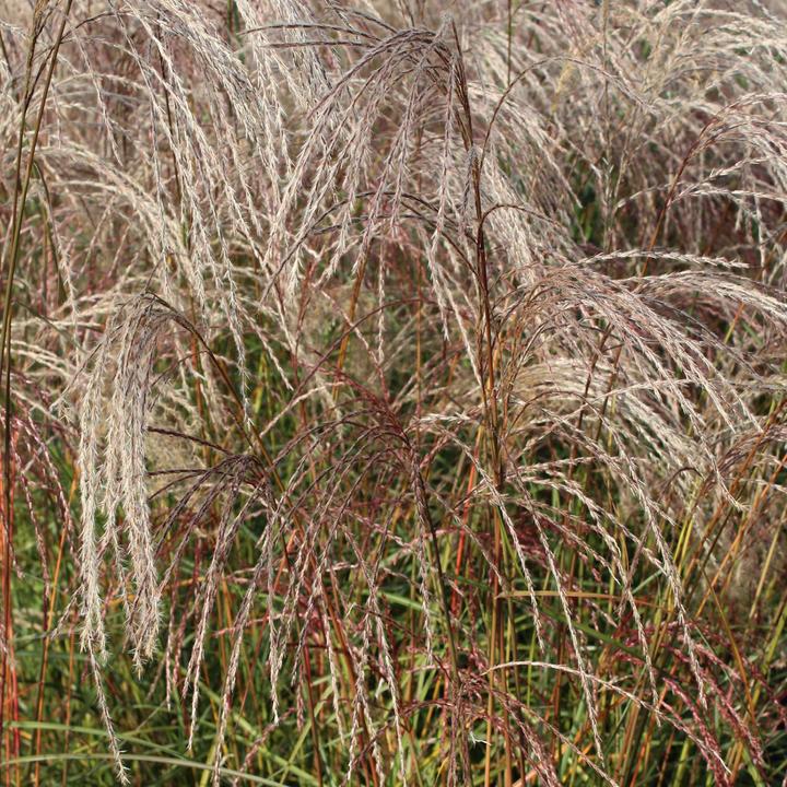 Image du produit Zulauf Chinaschilf / Miscanthus si. Flamingo (50 cm)