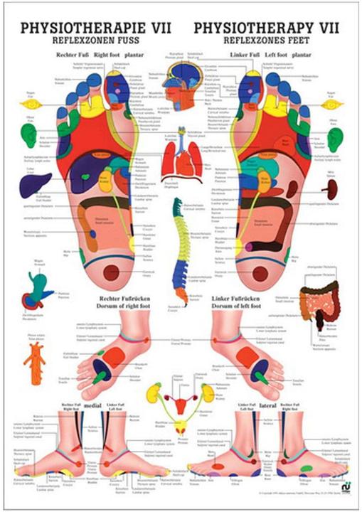 Actual product image Rüdiger Anatomical Teaching Board Reflexology Foot (50 x 70 cm)