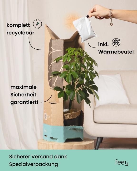 Produktbild feey Aglaonema Cocomelon (60 cm, Frisch umgetopft)