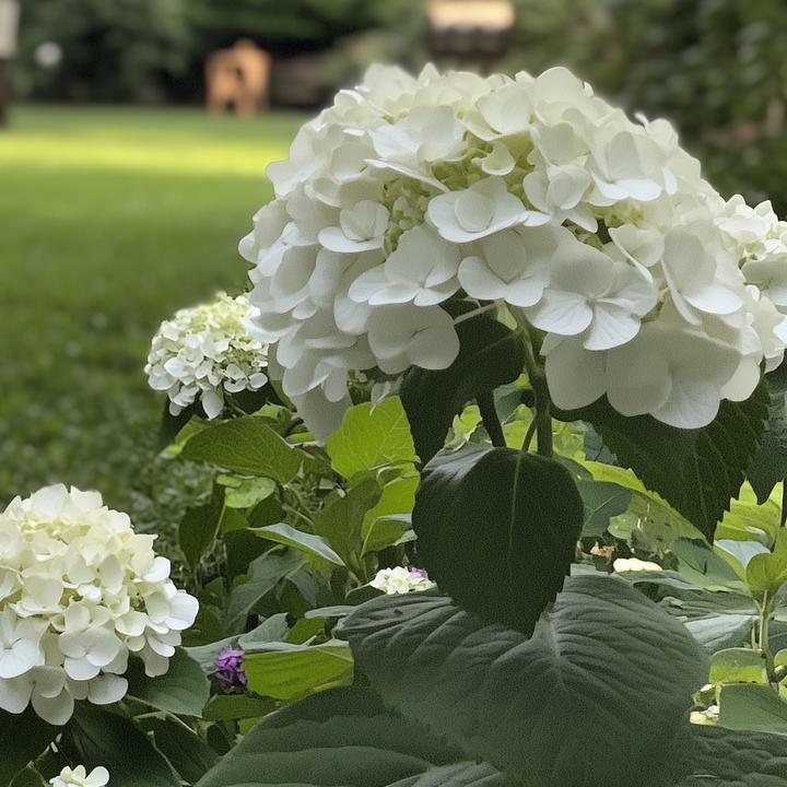 Immagine prodotto Plant in a Box Ortensia Forte Annabelle - Ortensia (30 cm)