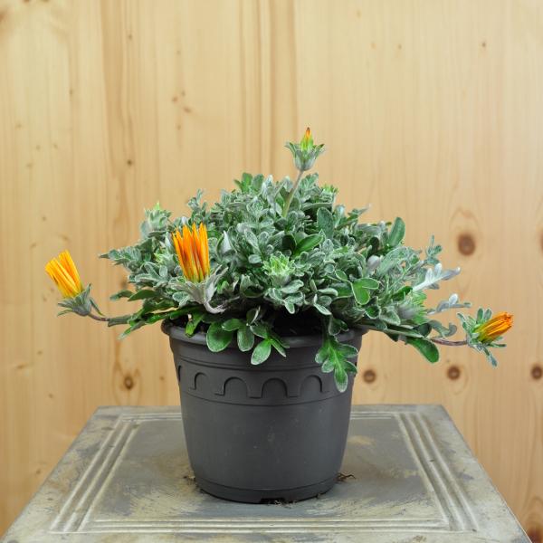 Immagine prodotto Säntispracht Set di 3, Midday Gold - Gazania Cultivars Sun Stopper Arancione (25 cm)