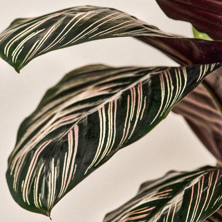 Produktbild Mary and Plants Calathea Ornata Sanderiana mit HAY Topf in Hellgrau (75 cm)