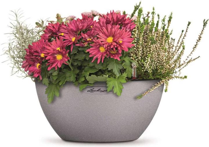 Immagine prodotto Lechuza Cubeto Colore (30 cm)