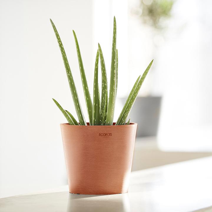 Actual product image Ecopots Amsterdam Mini (17 cm)