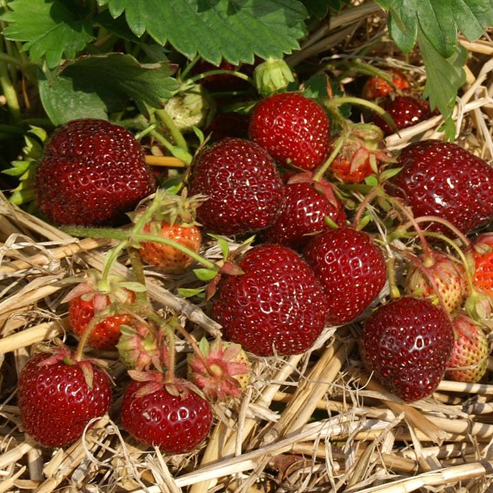 Produktbild Häberli Erdbeeren NERINA 3x 4er Schale (25 cm)