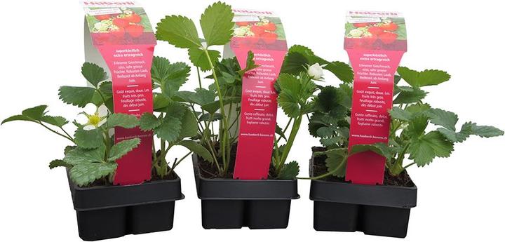 Produktbild Häberli Erdbeeren NERINA 3x 4er Schale (25 cm)