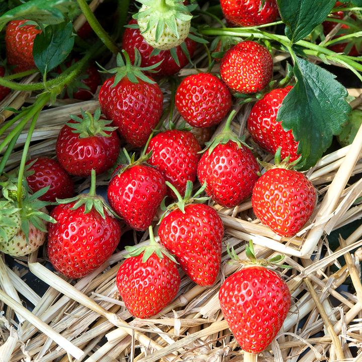 Actual product image Häberli Strawberries MARA DES BOIS 3x tray of 4 (25 cm)