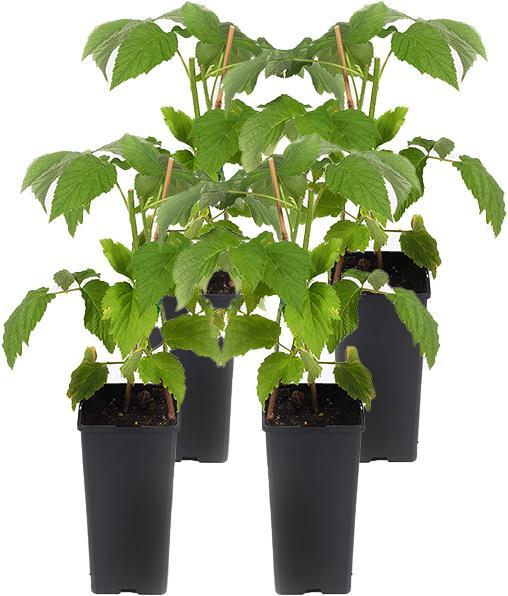 Produktbild Häberli Himbeeren FALLRED 4 Pflanzen (30 cm)