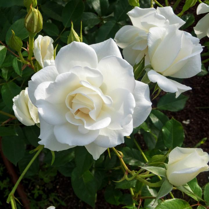 Actual product image Plant in a Box Rosa Palace 'Kailani' - set of 2 stem roses (80 cm)