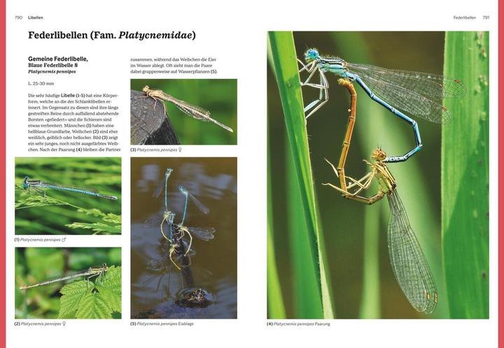 Immagine prodotto Das grosse Handbuch Insekten (Tedesco, Ewald Gerhardt, 2021)