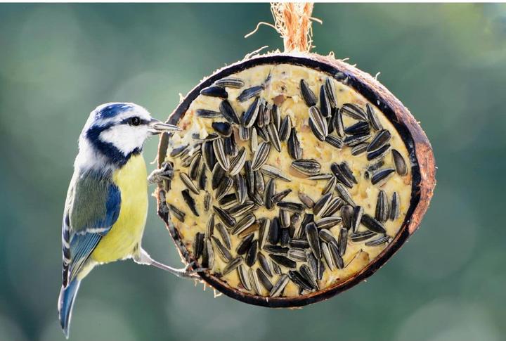 Immagine prodotto Dobar Noce di cocco (10 x, 2.80 kg)