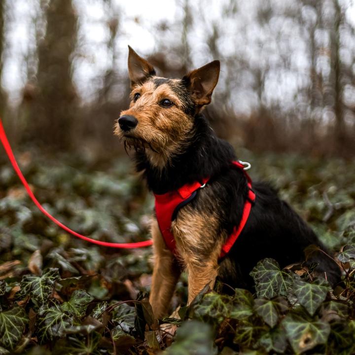 Produktbild Red Dingo DINGO Anti-pressure - Hundegeschirr - 30-38 cm (30, 31, 32, 33, 34, 35, 36, 37, 38, Hund, Allgemein)