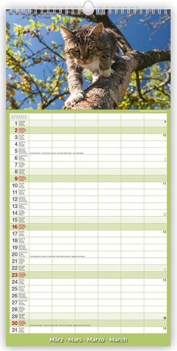 Image du produit Calendrier Chats 22 x 45 cm (22 x 45 cm)