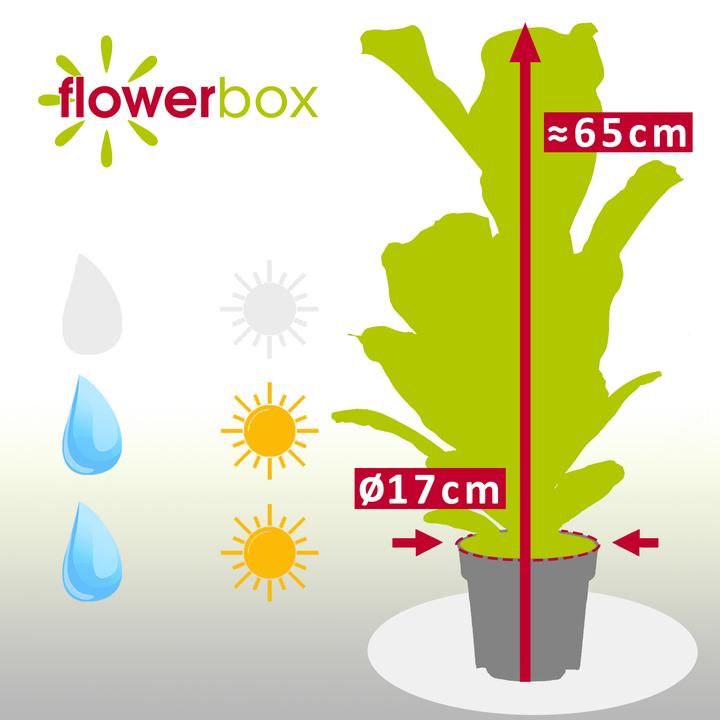 Actual product image Flowerbox Fiddle-leaf fig - height ca. 65 cm, pot-Ø 17 cm - Ficus Lyrata (65 cm)