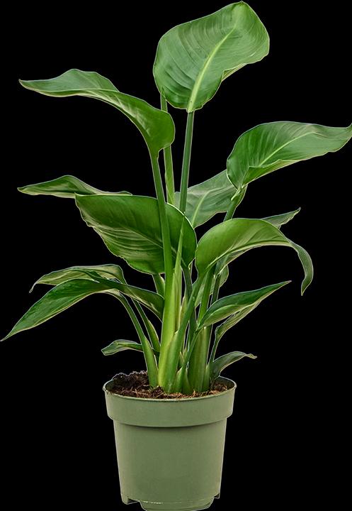 Actual product image Mahaloplants Strelitzia nicolai (65 cm)
