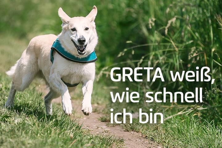 Actual product image Prothelis Locating system Greta (Vault, Dog)