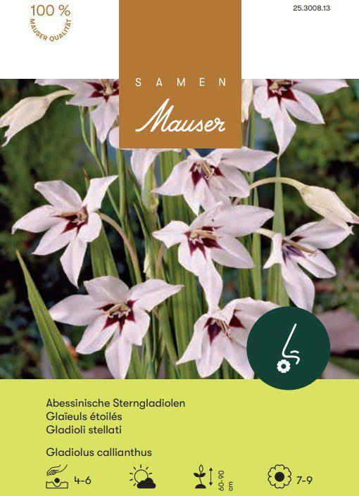 Produktbild Samen Mauser Sterngladiolen (Blumensamen)