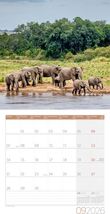 Immagine prodotto Elefanten Kalender 2026 - 30x30 (30 x 30 cm, Copertina rigida, Tedesco, Francese, Italiano, Inglese)
