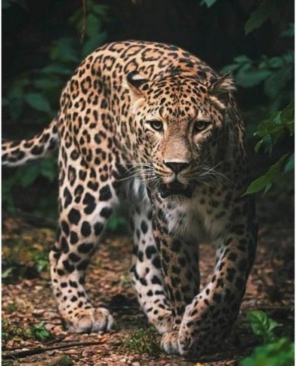 Actual product image Jerry Leopard Fleece Blanket (120 x 150 cm)