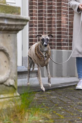 Actual product image Designed by Lotte Dog coat Philos (XL, Dog coat)