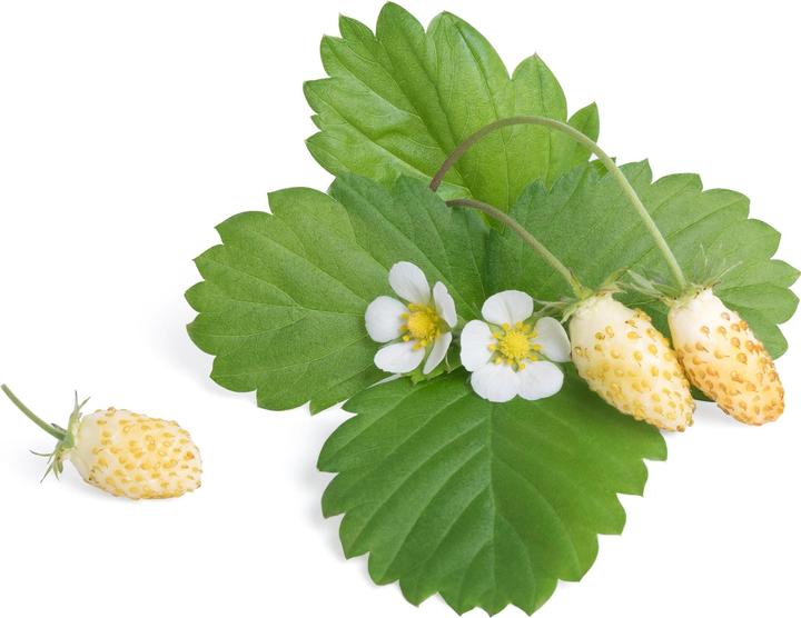 Actual product image Véritable Lingot white wild berries BIO (Fruit seed)