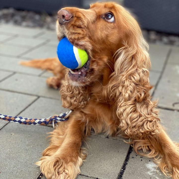 Produktbild Intirilife Hunde Ballschleuder Ballwurfstab (Ballspielzeug Hund)