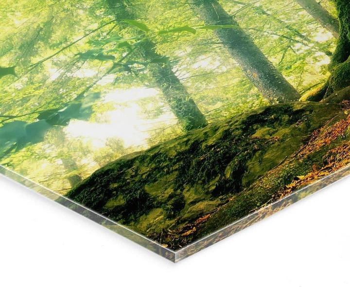 Produktbild Trenddeko Kiciak - Märchenwald (60 x 40 cm)