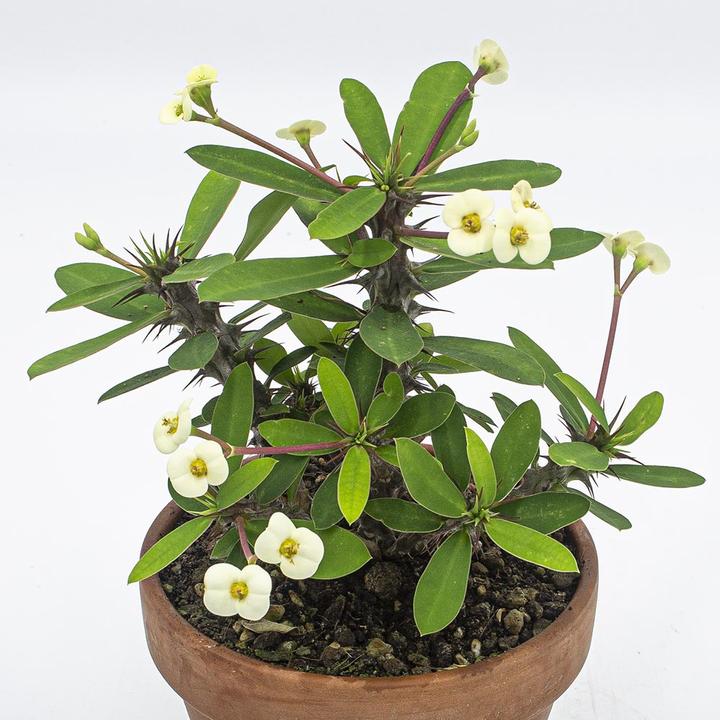 Image du produit Kakteen Gautschi Euphorbia milii Set (25 cm)
