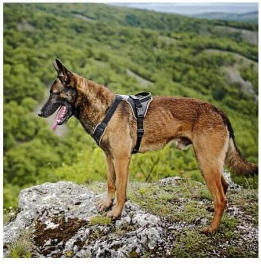 Image du produit Julius-K9 Harnais IDC Longwalk - S (S, Chien, Général)