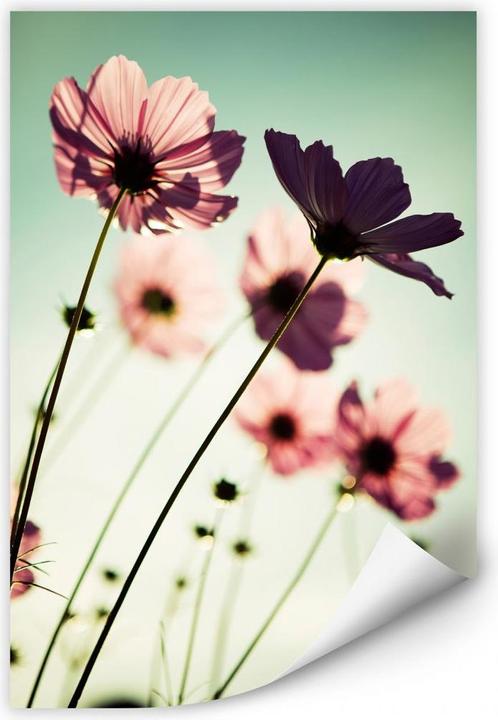 Immagine prodotto Trenddeko Cosmi rosa (30 x 45 cm)