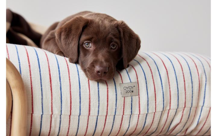 Produktbild Oyoy Hunde-Bett Otto (Hund)